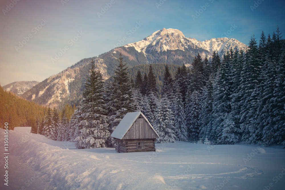 Fototapeta premium View at lonely house in the forest