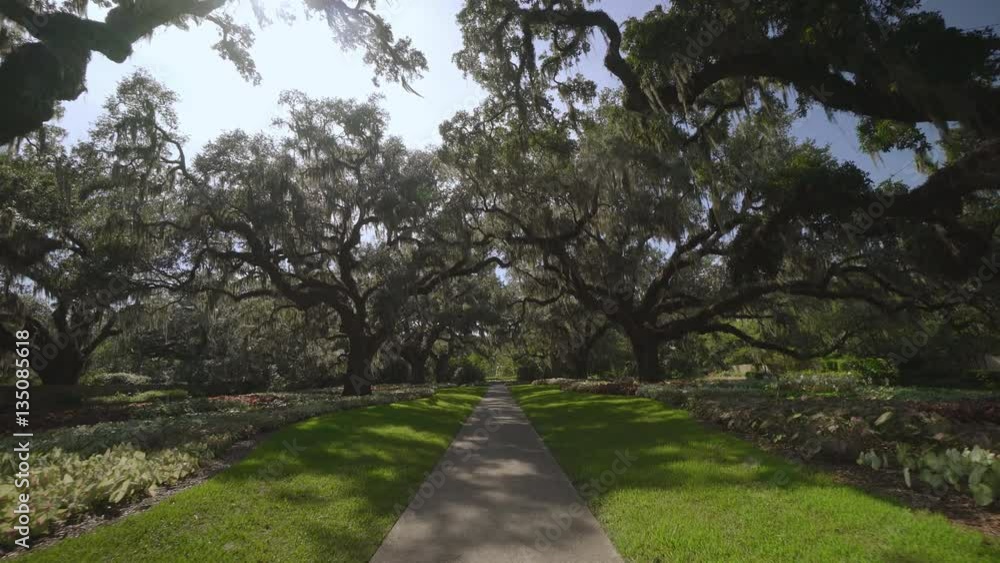 The giant oaks of Brookgreen Gardens, Myrtle Beach , South Carolina, USA, Jul 2016 The giant oaks of Brookgreen Gardens, Myrtle Beach , South Carolina, USA, Jul 2016