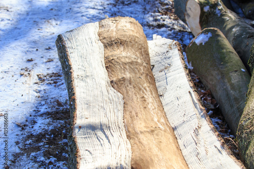 Baum im Baum