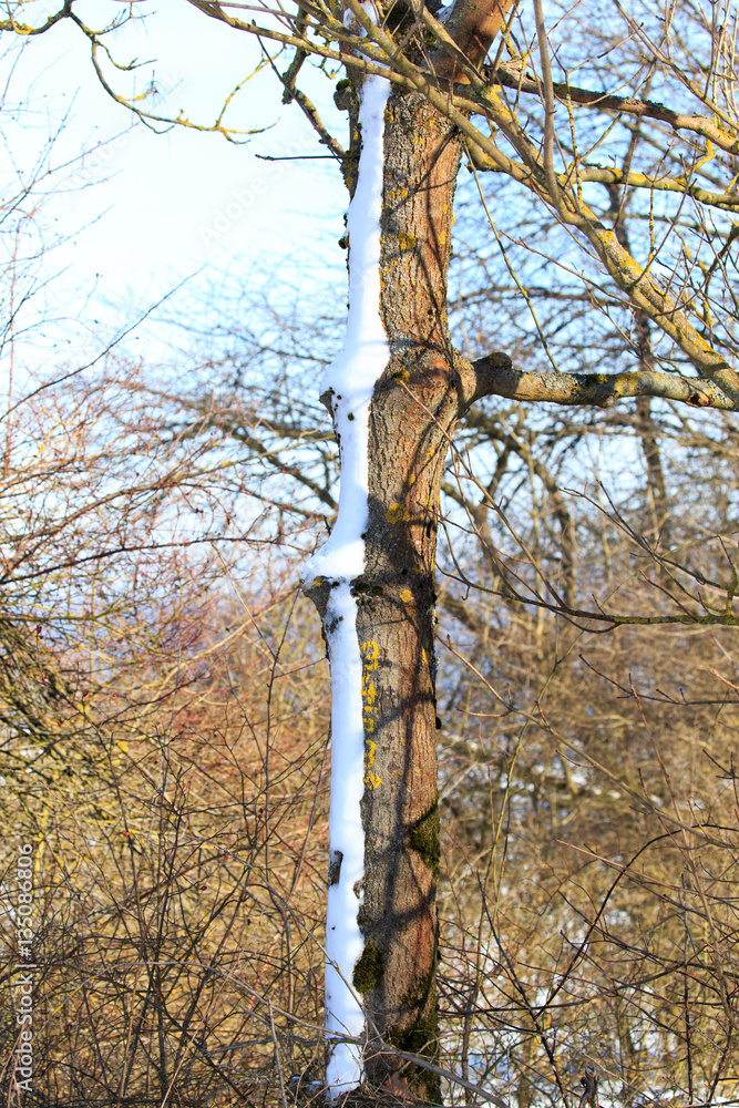 Fototapeta premium Baum im Winter