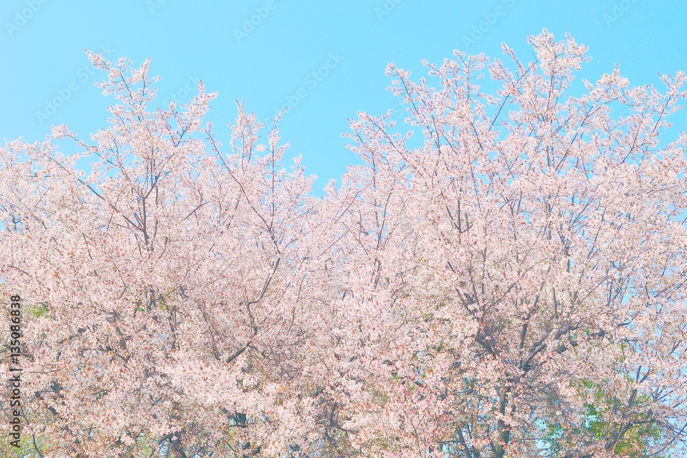 Cherry blossom trees in full bloom