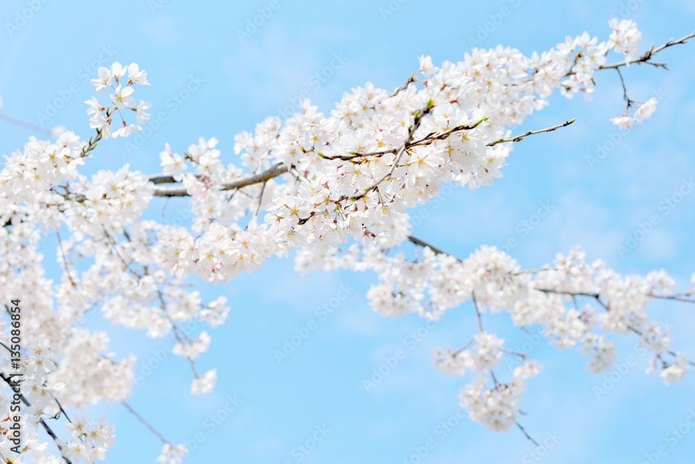 Beautiful white cherry blossoms and blue sky Beautiful white cherry blossoms and blue sky