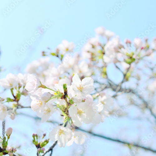 White cherry blossoms closeup. Sakura flowers and buds.
