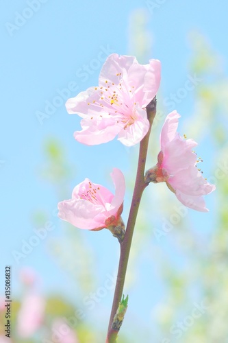Cherry blossom closeup. Pink sakura and blue sky.