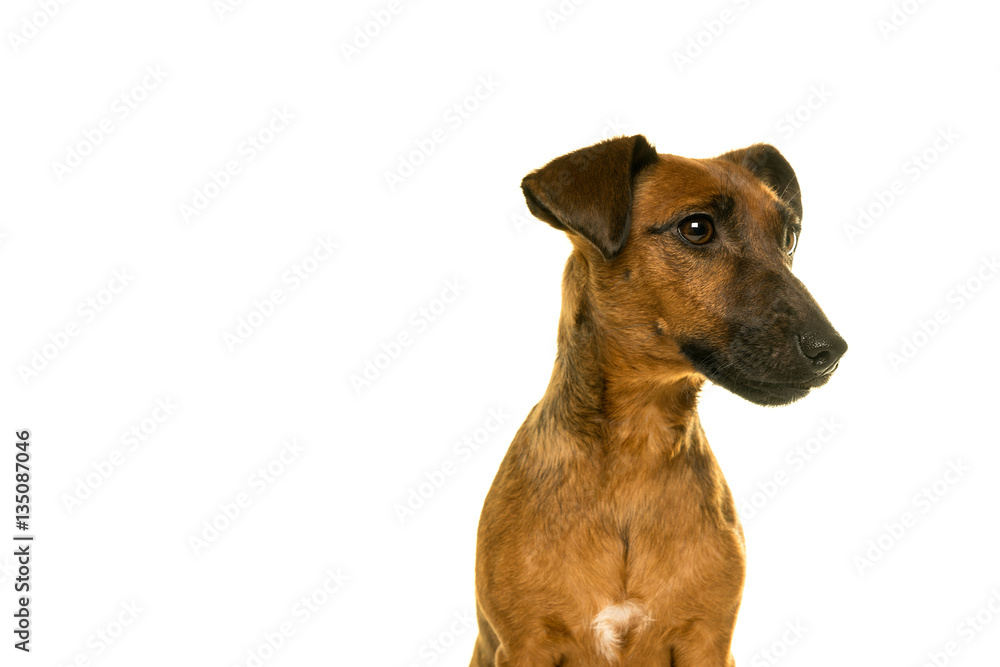Tan brown Jack Russel portrait isolated in white