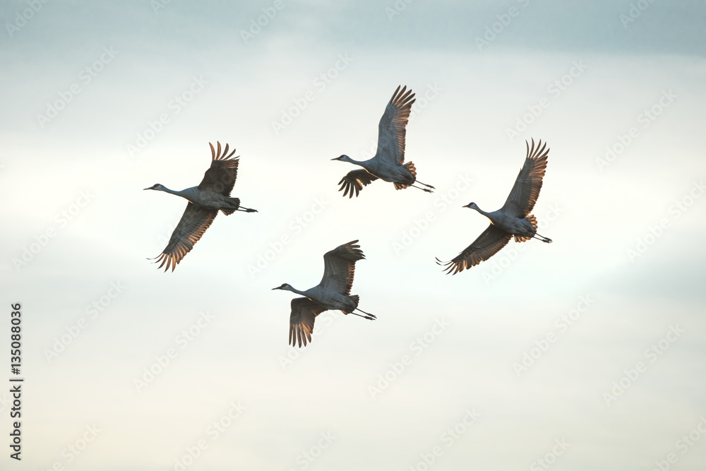 Obraz premium Wintering Sandhill Cranes in flight over Paynes Prairie State Park, Florida
