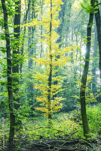 Wald in bunten Farben