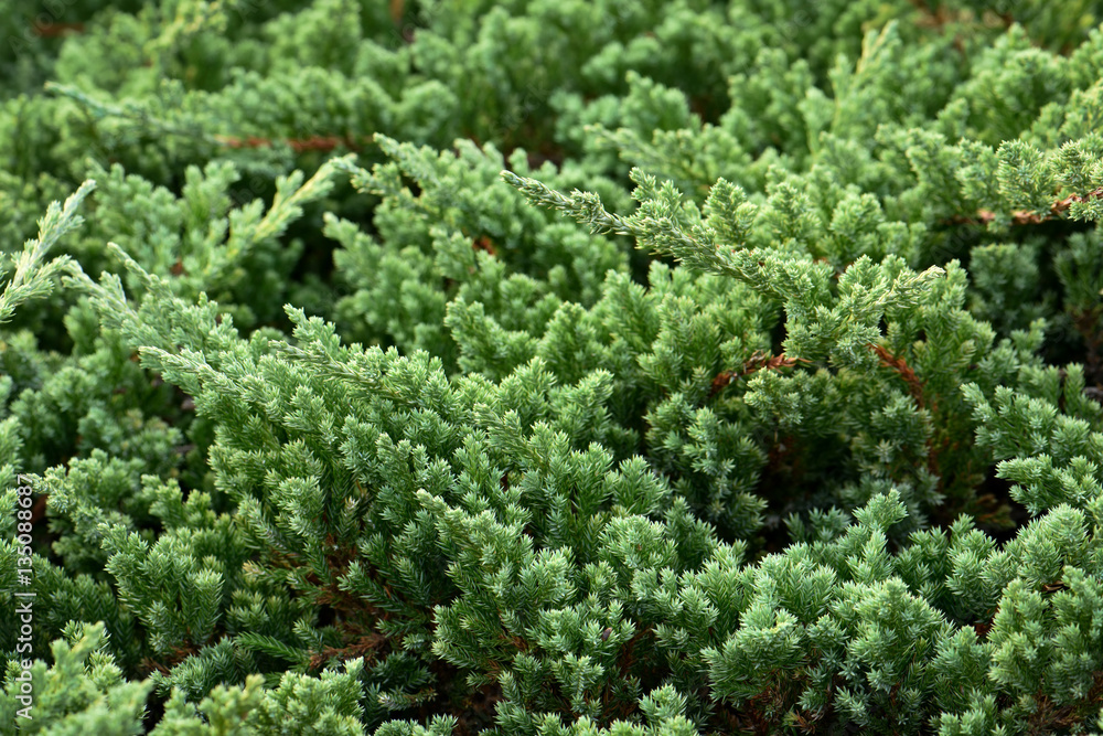 Closeup beautiful green leaf of pine Closeup beautiful green leaf of pine