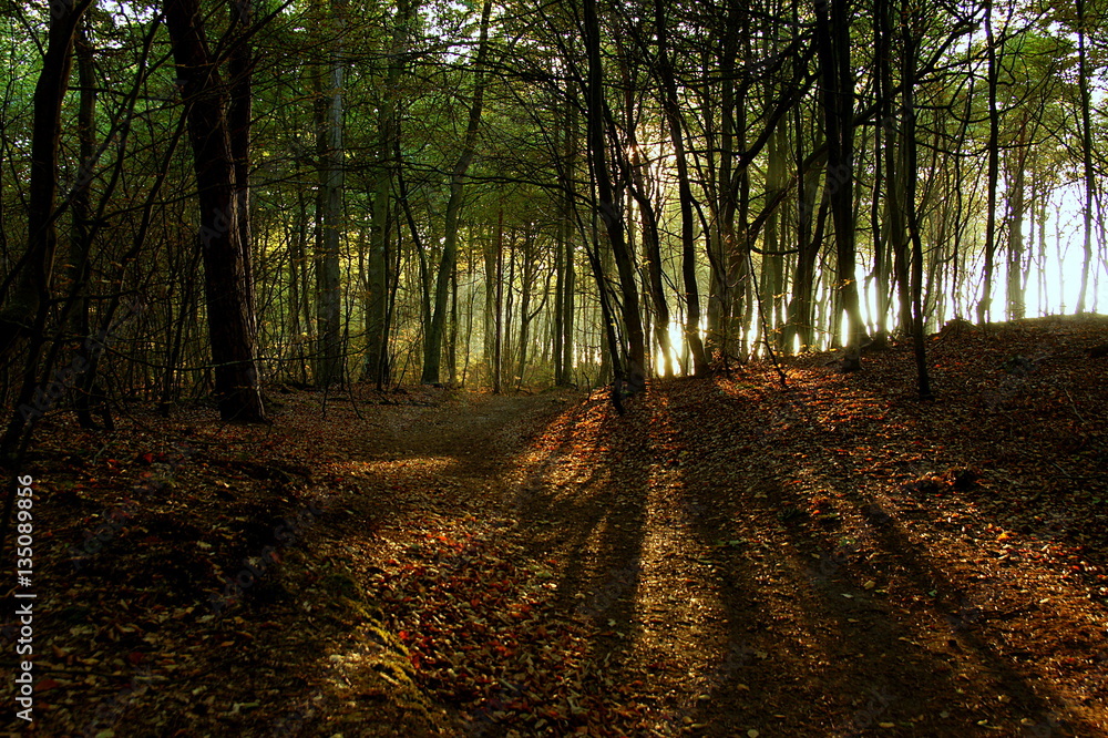 Fototapeta premium las