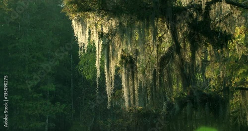 backlit spanish moss subtle movement 4k