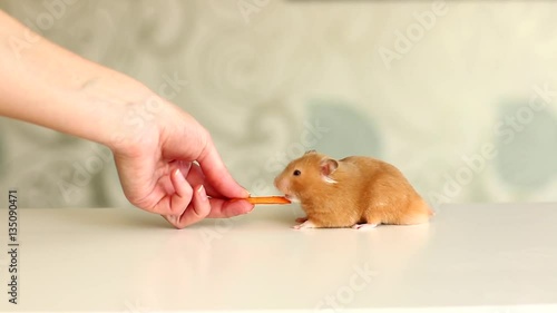 hamster eating a carrot