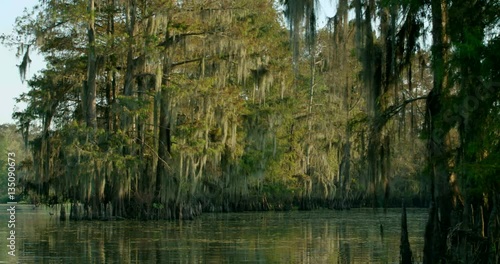 cypress trees and moss with foreground movement 4k 1