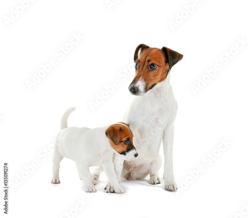 Cute dog with funny puppy on white background © Africa Studio