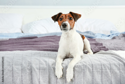 Cute funny dog lying on bed at home