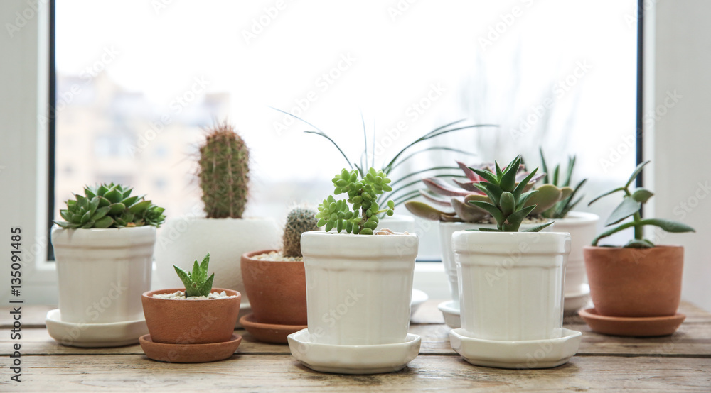 Pots with succulents on windowsill Pots with succulents on windowsill