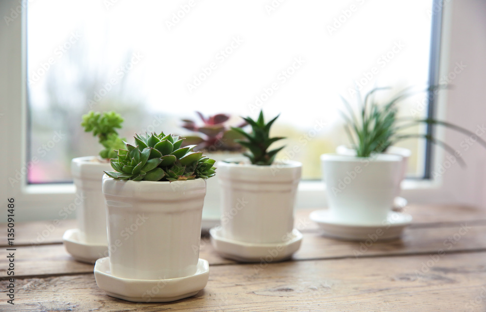 Pots with succulents on windowsill Pots with succulents on windowsill