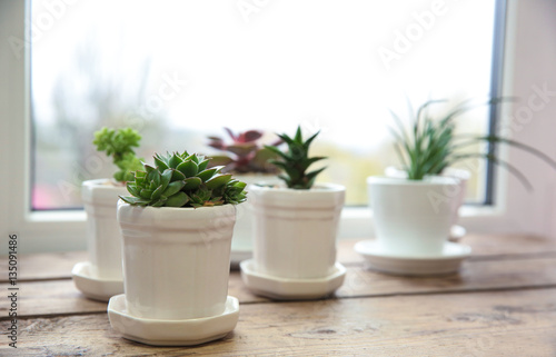 Pots with succulents on windowsill