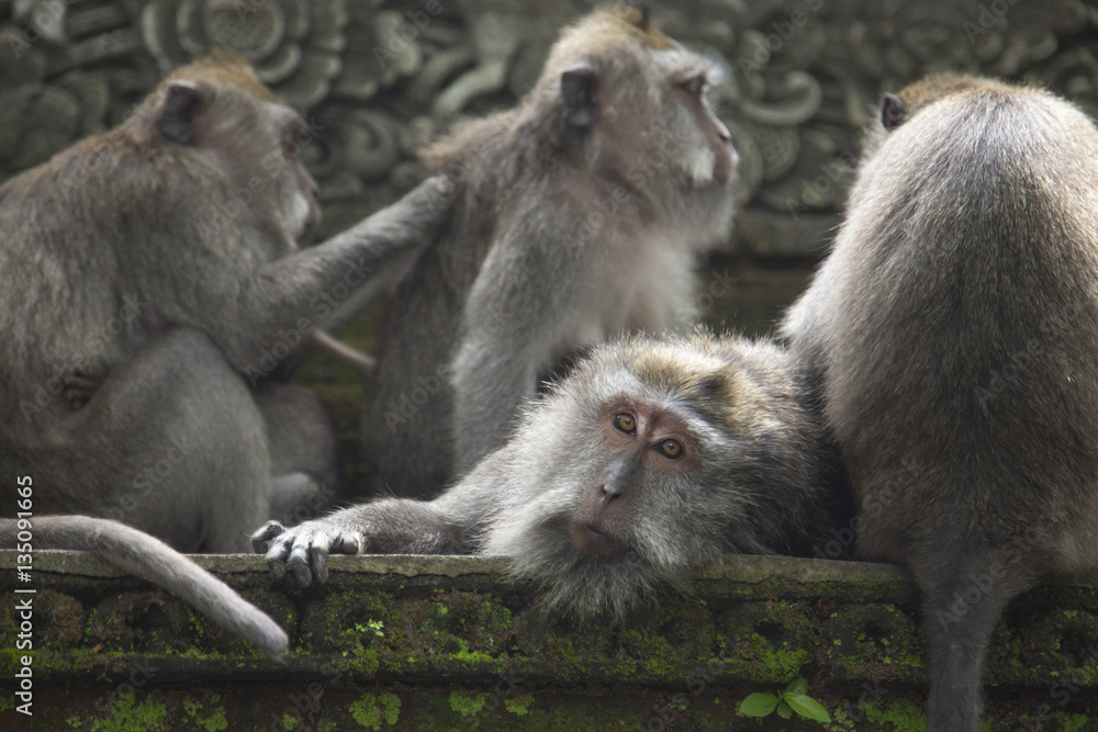 The monkeys on the walls of the ancient city.