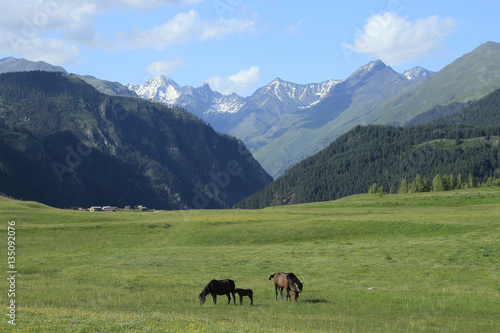 Paços horse on a background of peaceful rural landscape.