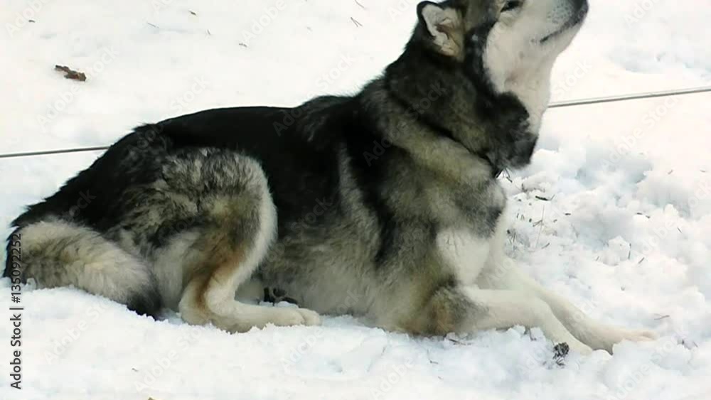 Sled Silver Husky lies and licks the snow. Mushing active winter sport with dogs sledding. Animals at work the North. Sled Silver Husky lies and licks the snow. Mushing active winter sport with dogs sledding. Animals at work the North.