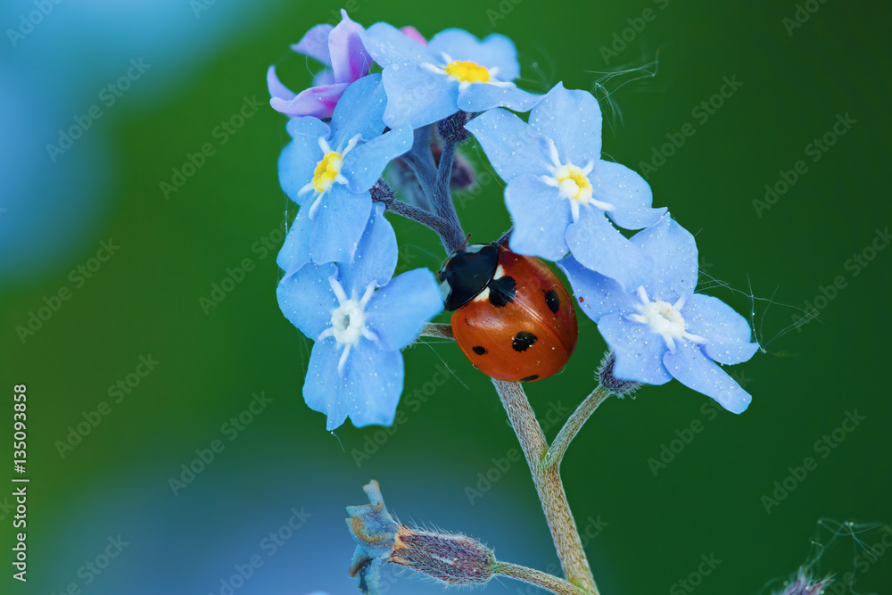 Closeup of ladybug on flowers Closeup of ladybug on flowers
