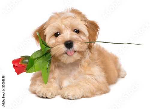 Tableau sur toile Happy lover havanese puppy dog lying with an artificial red rose in her mouth
