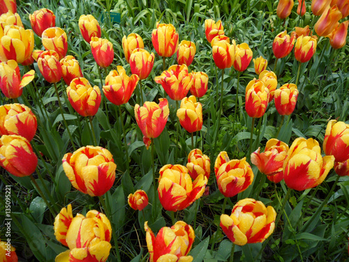 Bunch of vibrant yellow and red blooming Tulips with green leaves in the gentle light rain 