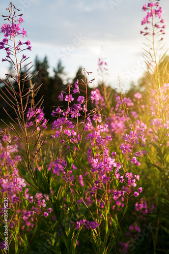 willow-herb