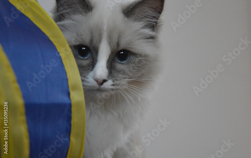 Ragdoll kitten