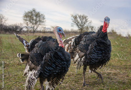 two turkeycock grazing on the grass in the countryside