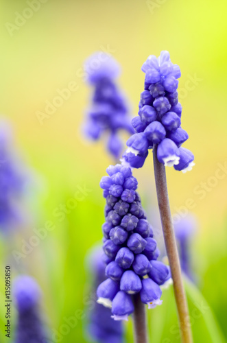 Muscari