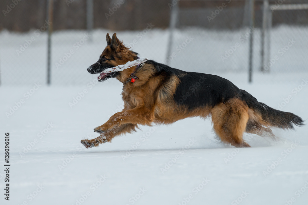 German shepherd jumps and runs in the snow