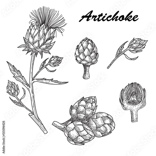 Vector set hand drawn artichoke illustration
