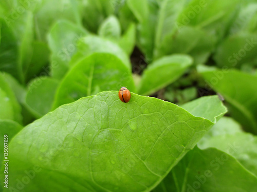Close-up of a red ladybug on the edge of bright green leaf with morning dew 