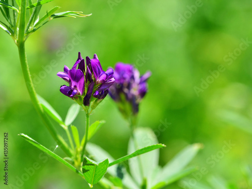 Alfalfa flower isolated (Medicago sativa)