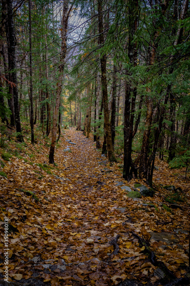 Obraz premium Fall walk through the forest 
