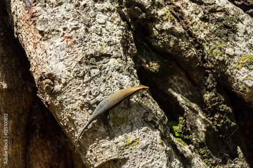 Bronze grass skink photo