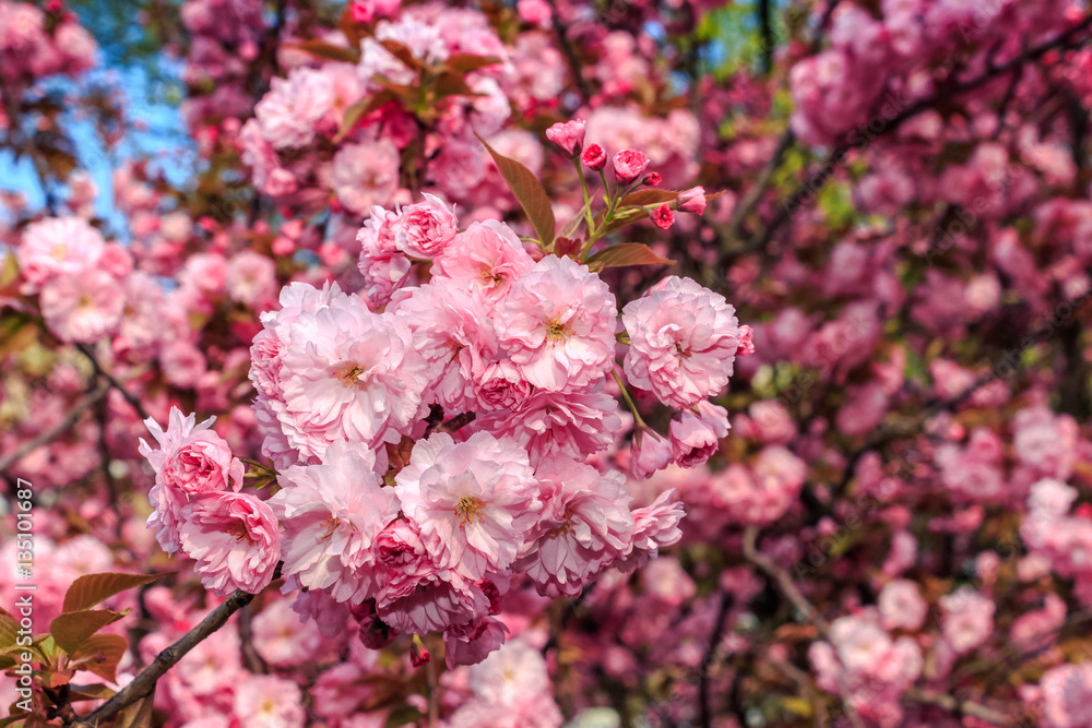 pink blossomed sakura flowers pink blossomed sakura flowers