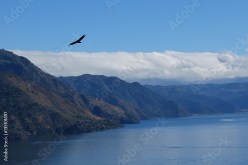 Eagle on Lake ATitlan