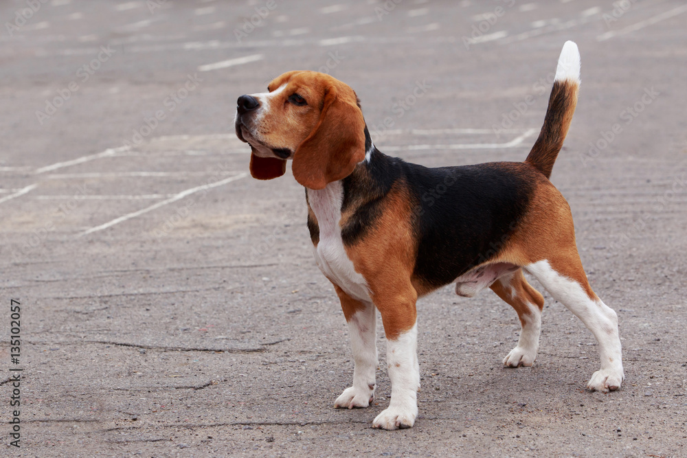 dog breed beagle dog breed beagle