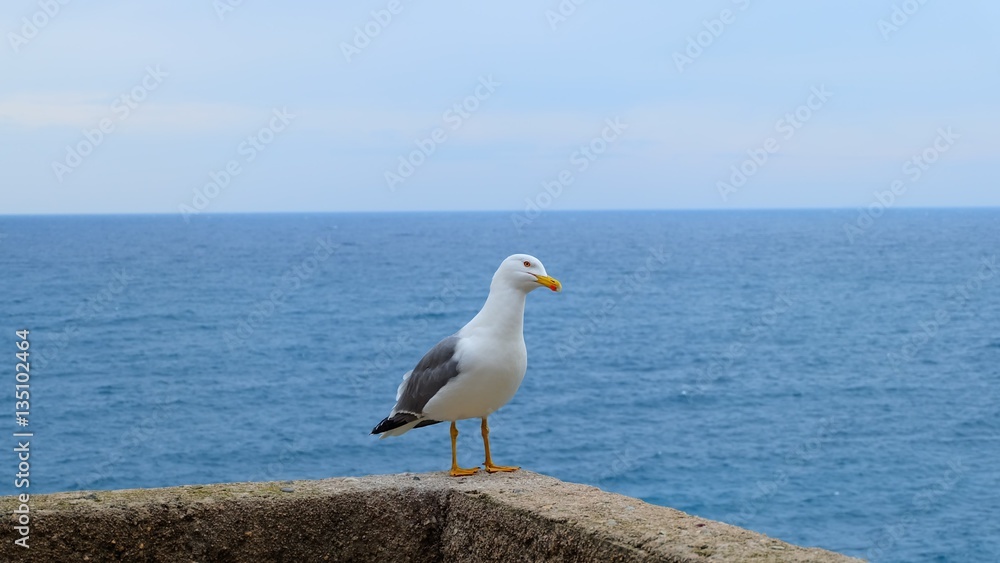 Seagull