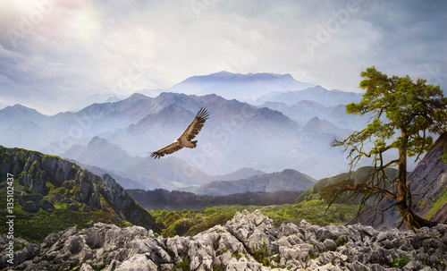 Raubvogel am Himmel bei Sonnenaufgang im Hochgebirge   photo
