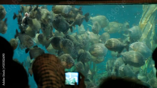 Piranha fish (Pygocentrus nattereri) floating in special aquarium with seaweed and oxygen generator. Tourists looking on piranha feeding.