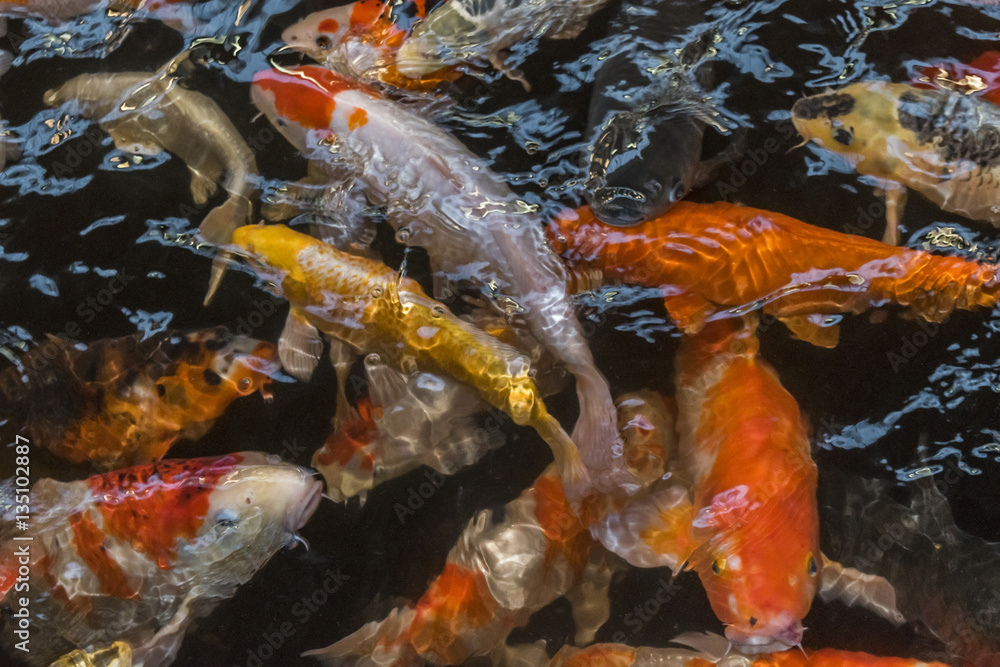 Japanese carp. A lot of fish in the water. Golden fish. Japanese carp. A lot of fish in the water. Golden fish.