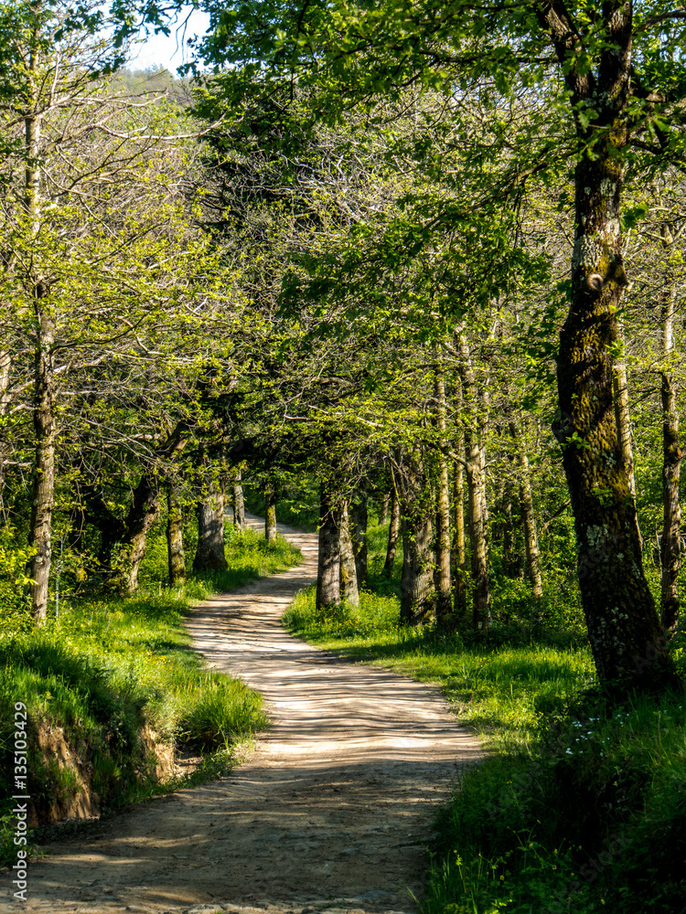 Fototapeta premium Toscana