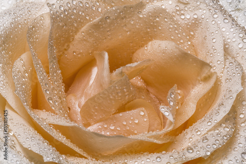 background of flower tea rose in drops of water close-up