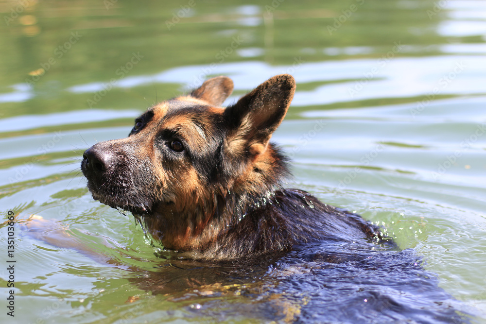 German shepherd swims in the water in summer day German shepherd swims in the water in summer day