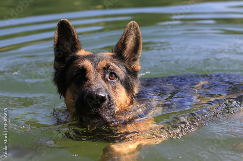 German shepherd swims in the water in summer day