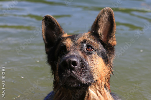 Wet dog german shepherd in a water in a summer day