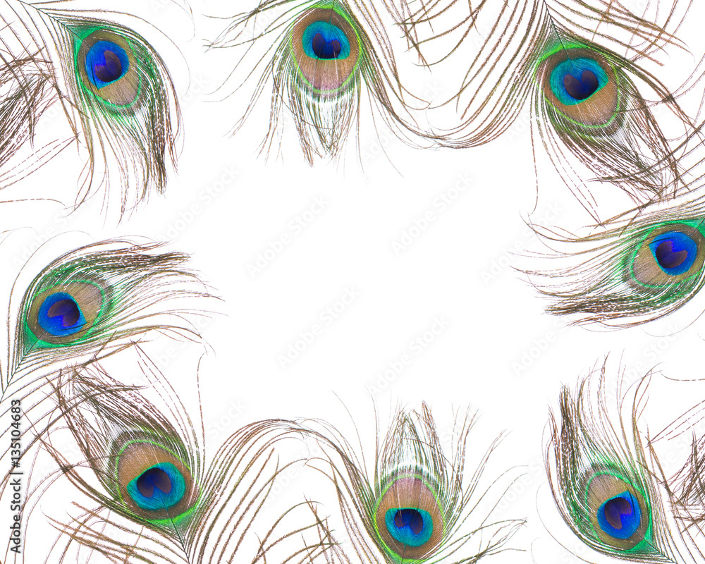 Obraz premium Peacock feather isolated on white background. Close up.